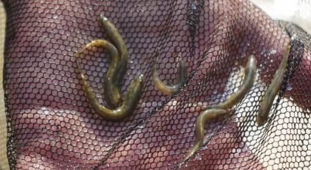 Dünyada nəsli kəsilmiş sayılırdı: Türkiyədə aşkarlandı