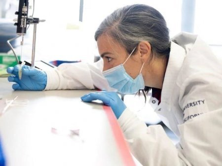 Donuzdan köçürülən  beyin hüceyrələri dəniz  pişiyinin epilepsiyasına əlac oldu- SIRADA İNSANLAR VAR